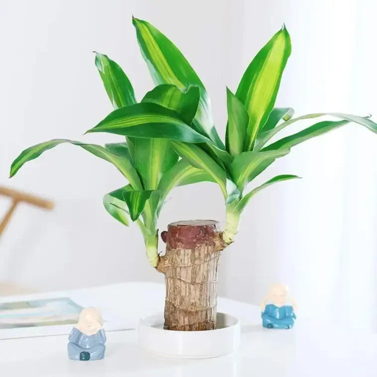 LUCKY BRAZIL WOOD POTTED PLANT