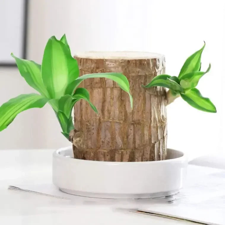 LUCKY BRAZIL WOOD POTTED PLANT