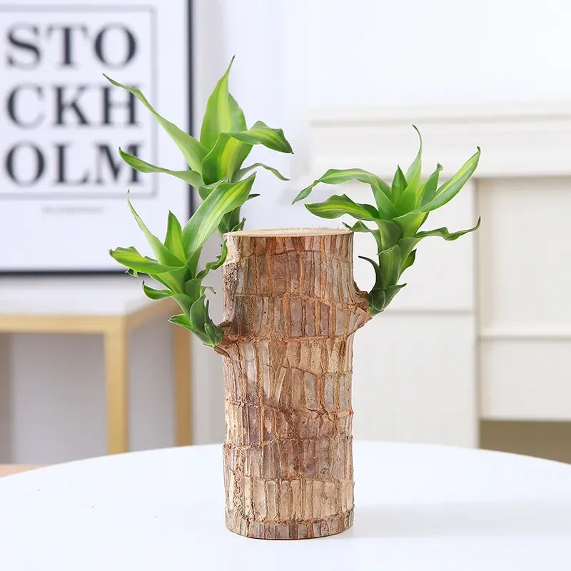 LUCKY BRAZIL WOOD POTTED PLANT