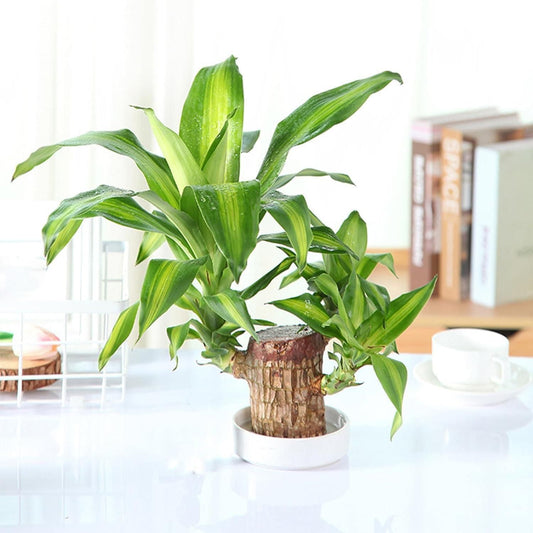 LUCKY BRAZIL WOOD POTTED PLANT